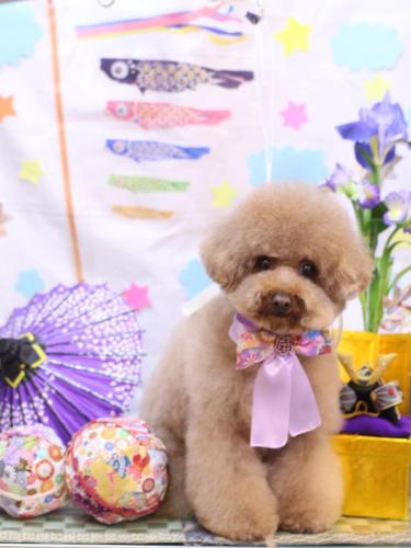 20240501てんくん